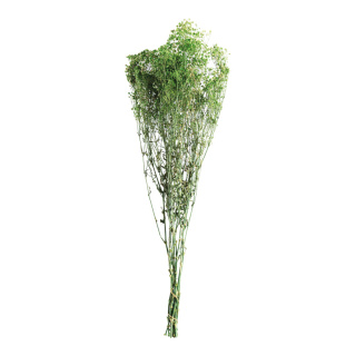 Fagot de fleurs séchées      Taille: 75-80cm, env. 120g    Color: vert