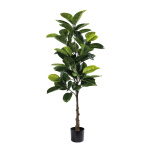 Rubber ficus bonsai 72 leaves - Material: out of...