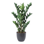 Zamioculcas zamiifolia plant 84 leaves, out of...