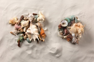 Muscheln im Netz sortiert     Groesse: 500g, 3-13cm    Farbe: naturfarben
