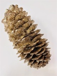 Tannenzapfen Zuckerkiefer 25-45cm, Farbe: Goldglitzer