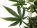 EUROPALMS Cannabis-plant,textile, 150cm