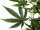 EUROPALMS Cannabis-plant,textile, 150cm
