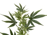 EUROPALMS Cannabis-spra, textile, 90cm