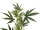 EUROPALMS Cannabis-spra, textile, 90cm