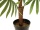 EUROPALMS Fächerpalme, Kunstpflanze, 88cm