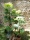EUROPALMS Fächerpalme, Kunstpflanze, 130cm