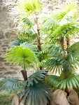 EUROPALMS Fan palm, artificial plant, 155cm