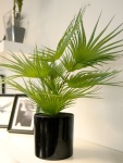 EUROPALMS Fan palm, artificial plant, 55cm