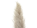 JOLIPA Pampas grass branch, dried, natural, 137cm