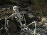 EUROPALMS Halloween Skeleton, 150 cm