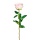 Gartenrose Langstiel 6/Poly, 69 cm, rosa