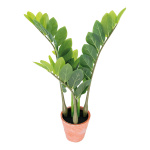 Zamioculca, plante artificielle      Taille: 55cm