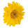 Gerbera head out of artificial silk, to hang     Size: Ø 30cm    Color: yellow