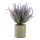 Lavendel im Topf aus Kunststoff     Groesse: 22cm, Topf: Ø 7,5cm    Farbe: grün