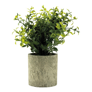 Herbes aromatiques en pot en plastique     Taille: 20cm, pot: Ø 7,5cm    Color: vert:
