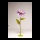 Cosmea head out of paper, with short stem     Size: Ø 40cm    Color: purple/pink
