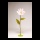 Schmuckkörbchen Blume aus Papier, mit kurzem Stiel     Groesse: Ø 40cm    Farbe: pink