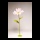Cosmea fleur en papier, avec tige courte     Taille: Ø 60cm    Color: rose