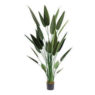 Bird of paradise in pot 26 leaves, out of plastic     Size: 140cm, pot: Ø 15cm    Color: green