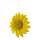 Fleur en papier avec cintre     Taille: 30cm    Color: jaune/blanc