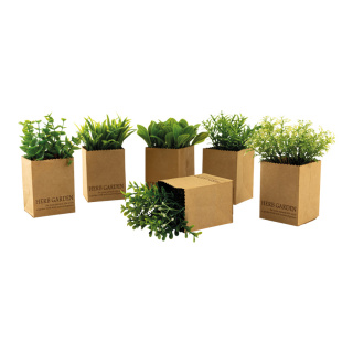 Herbes aromatiques, pot en papier      Taille: 15cm, 7x7x9cm    Color: vert