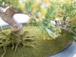 EUROPALMS Bonsai-Zeder, Kunstpflanze, 40cm