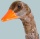 Goose, standing styrofoam with feathers     Size: 56x60cm    Color: brown