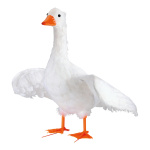 Oie, ailes écartés Styrofoam avec plumes     Taille: 63x60cm    Color: blanc