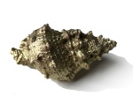 Tutufella goldene Muschel ca. 10 cm lang, pro Stück
