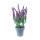Lavendel im Topf Kunststoff     Groesse: 30cm    Farbe: violett/grün