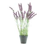 Lavende dans le pot  plastique Color: violet/vert Size:...
