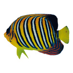 Tropical fish printed double-sided, wood, with hanger...