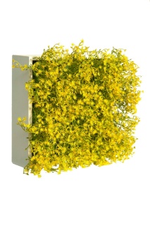 Blumenbox GIPSO AMARILLO für Innen und Außen, 20x20x12cm