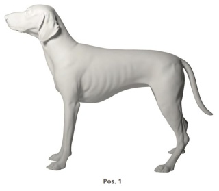 Hund Deutsch- Kurzhaar Höhe: 82cm/Stockmaß:64cm/Länge:107cm/Breite:34cm/ Farbe: weiß