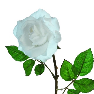 Rose,  Größe:  Farbe: weiß