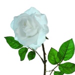 Rose Kunstseide     Groesse: 60cm    Farbe: weiß