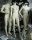 700-series Male - Herrenfigur mit Necklock-System - Farbe: Darrol Ivory - Showroom Modell